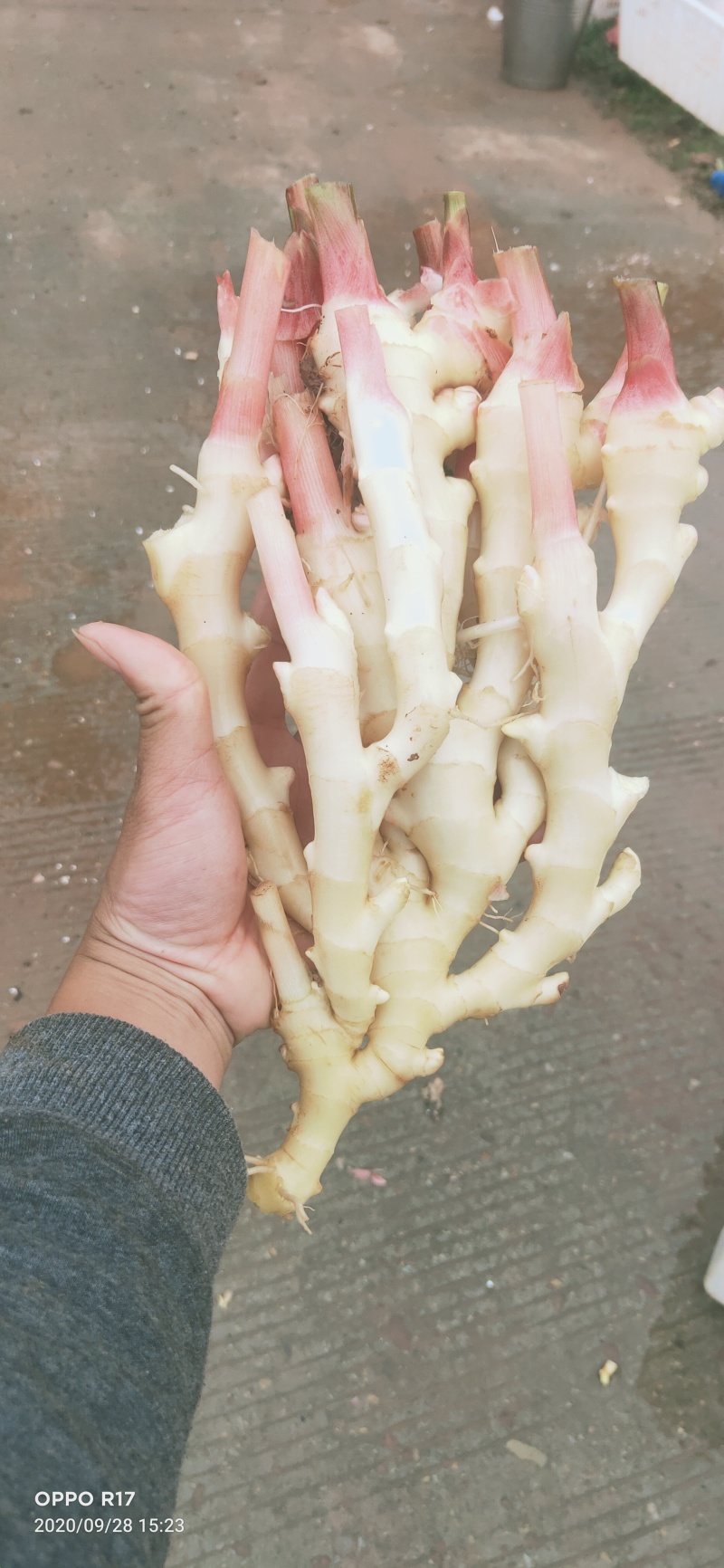 云南建水中黄姜种源头好货抗病力强青苗库存