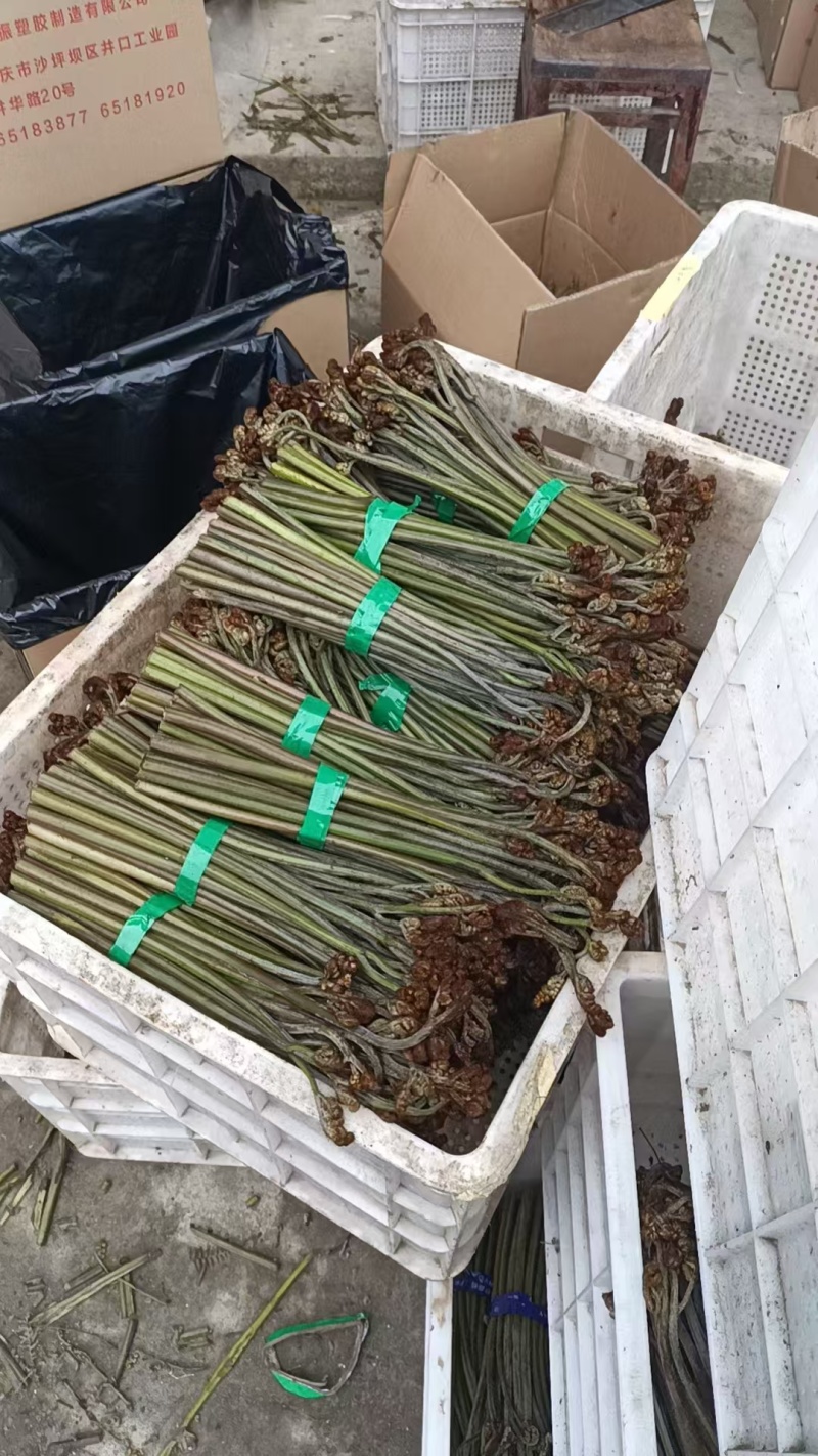 鲜蕨菜龙爪菜大量现货供应
