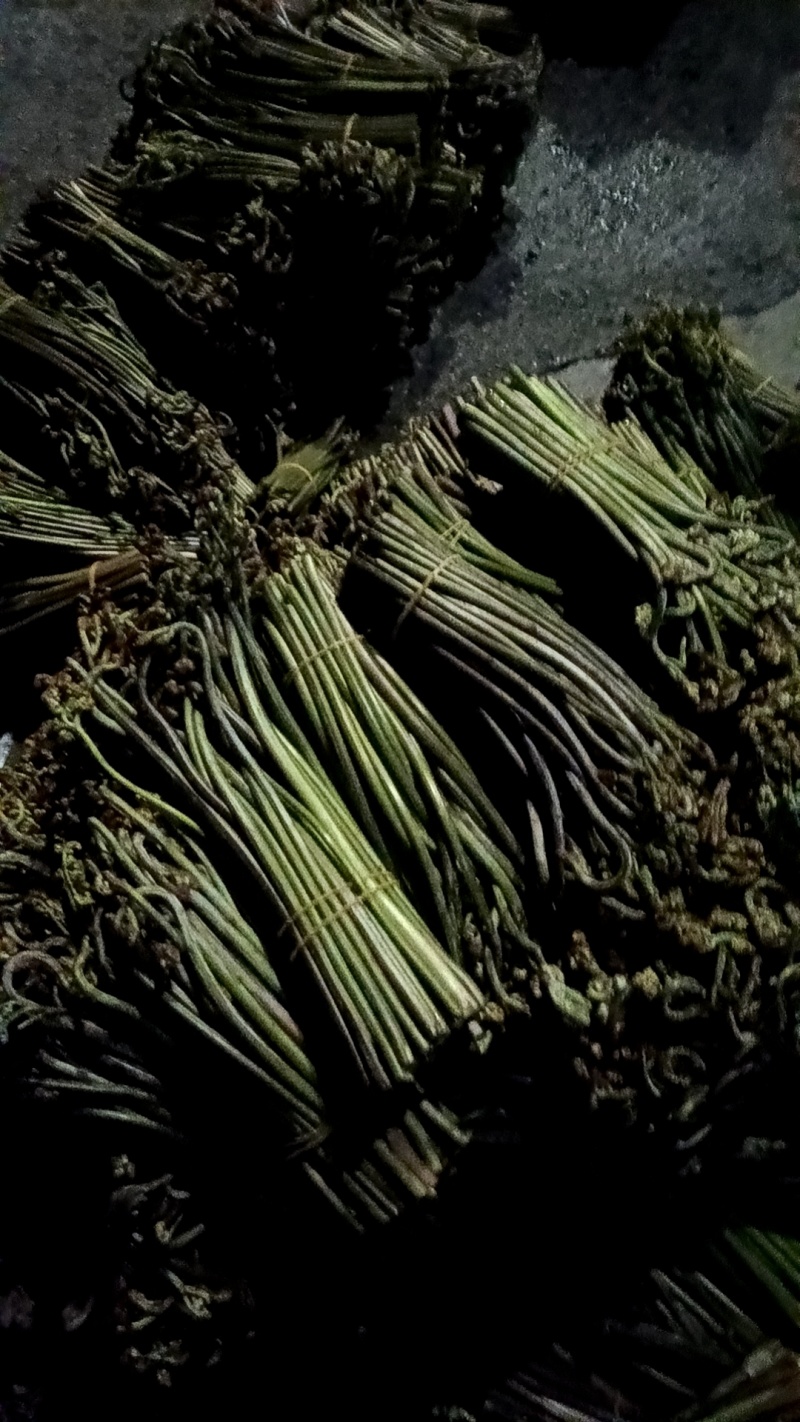 鲜蕨菜龙爪菜大量现货供应