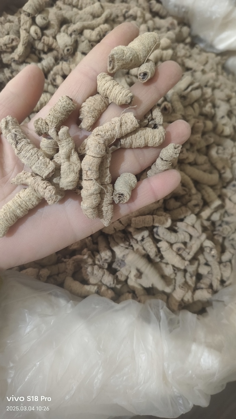 《巴戟肉》优质无硫全抽芯