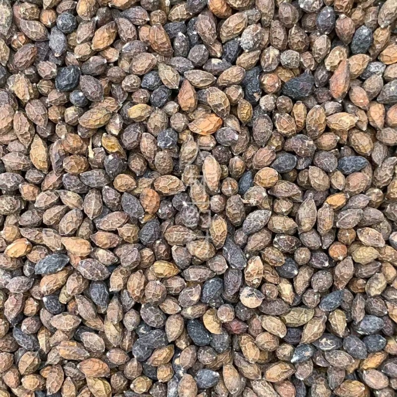 鸦胆子【包邮】三斤起发货可批量可零售量大从优