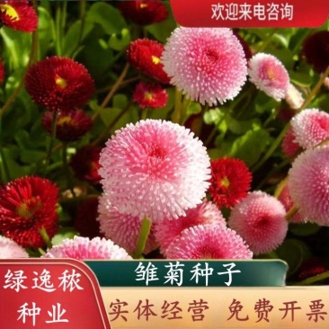 小雏菊花种子混色糖果菊花种籽子乒乓菊易花种四季开花室外花