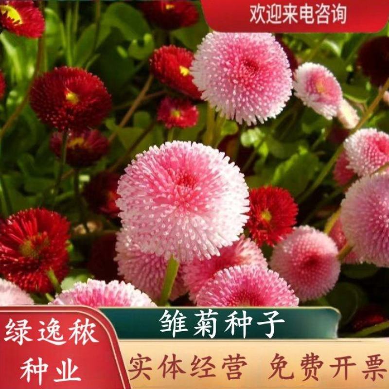 小雏菊花种子混色糖果菊花种籽子乒乓菊易花种四季开花室外花