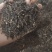 【威灵仙】好货威灵仙纯根水洗无杂质无疙瘩头正品好