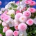 小雏菊花种子混色糖果菊花种籽子乒乓菊易花种四季开花室外花