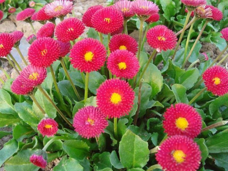 小雏菊花种子混色糖果菊花种籽子乒乓菊易花种四季开花室外花