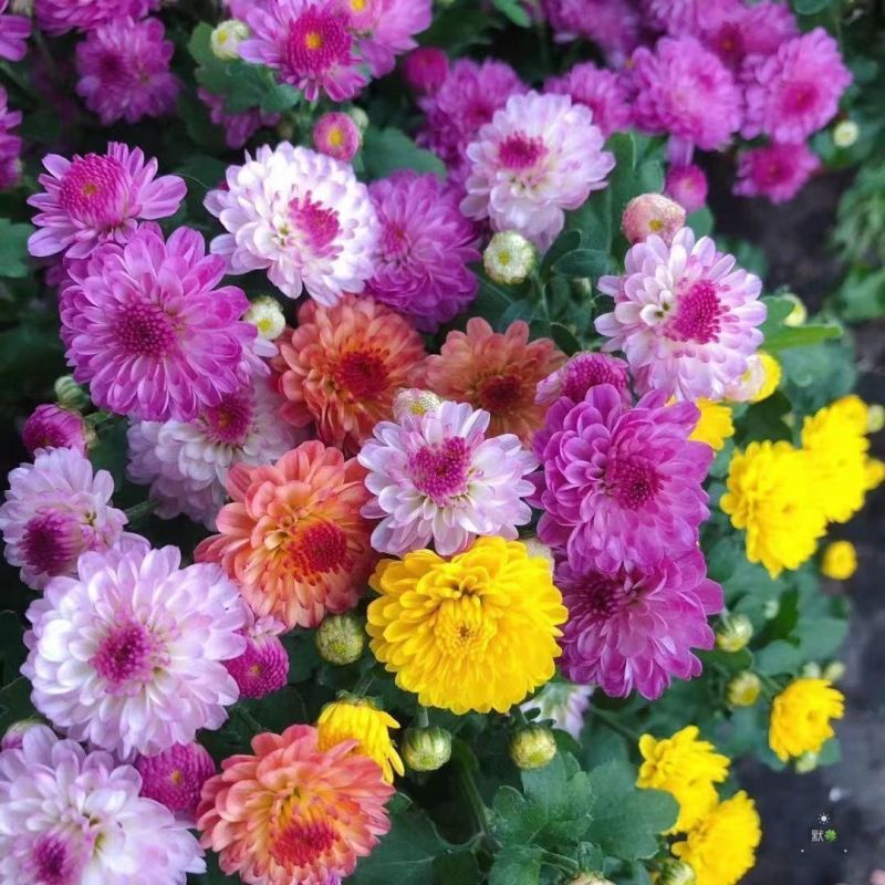 小雏菊花种子混色糖果菊花种籽子乒乓菊易花种四季开花室外花