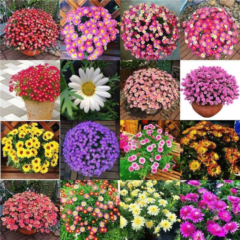 小雏菊花种子混色糖果菊花种籽子乒乓菊易花种四季开花室外花