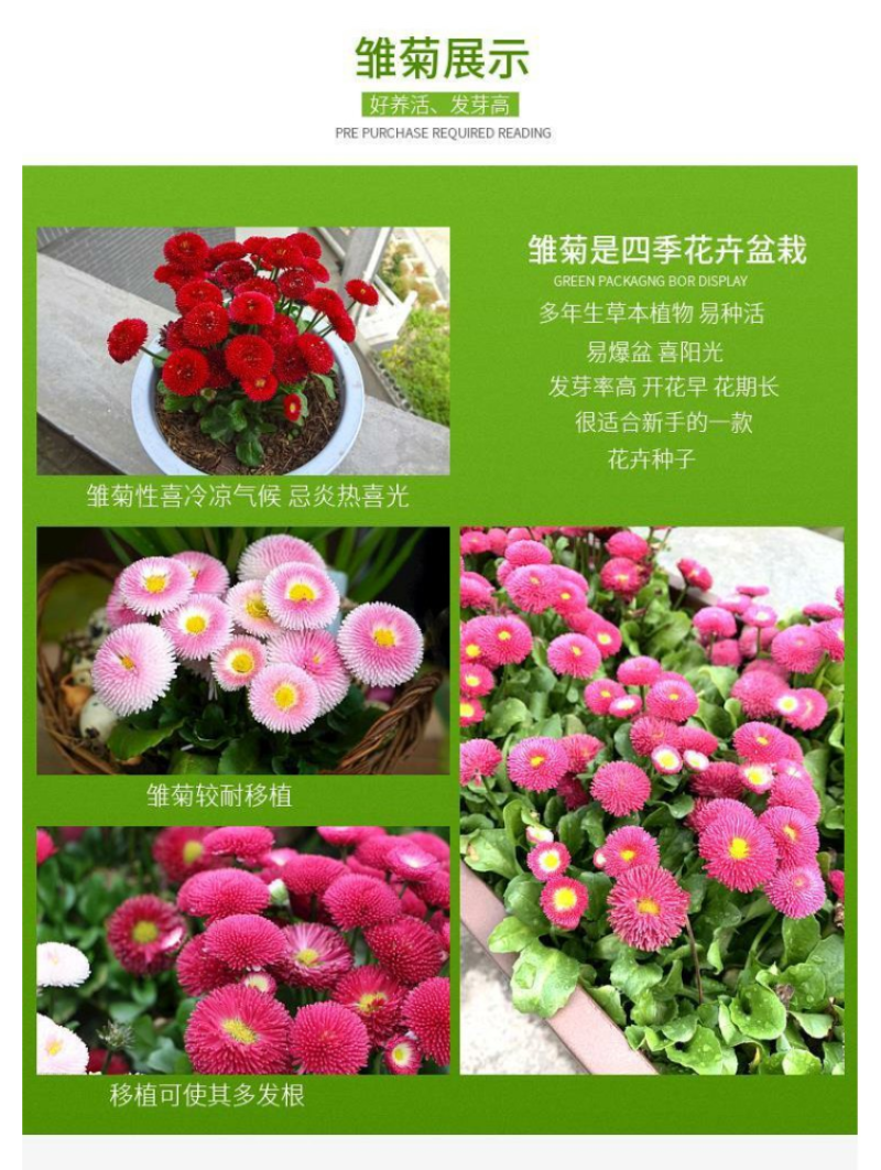 小雏菊花种子混色糖果菊花种籽子乒乓菊易花种四季开花室外花