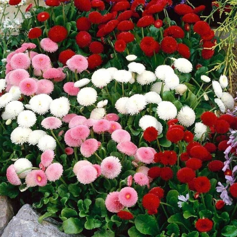 小雏菊花种子混色糖果菊花种籽子乒乓菊易花种四季开花室外花
