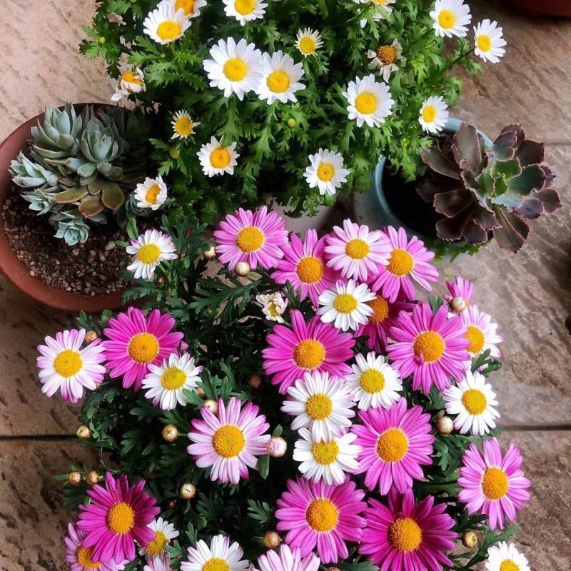 小雏菊花种子混色糖果菊花种籽子乒乓菊易花种四季开花室外花