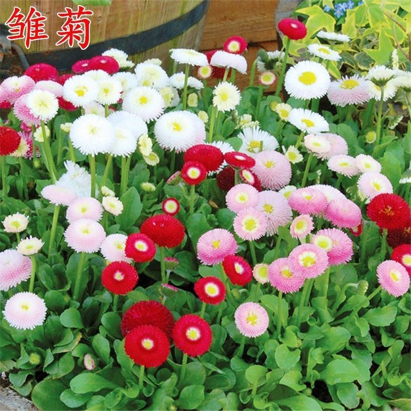 小雏菊花种子混色糖果菊花种籽子乒乓菊易花种四季开花室外花