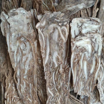 当归佛手片无硫磺可煲汤可炖肉
