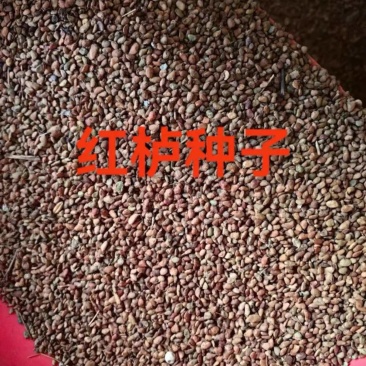 沙藏好的优质红栌种子包邮