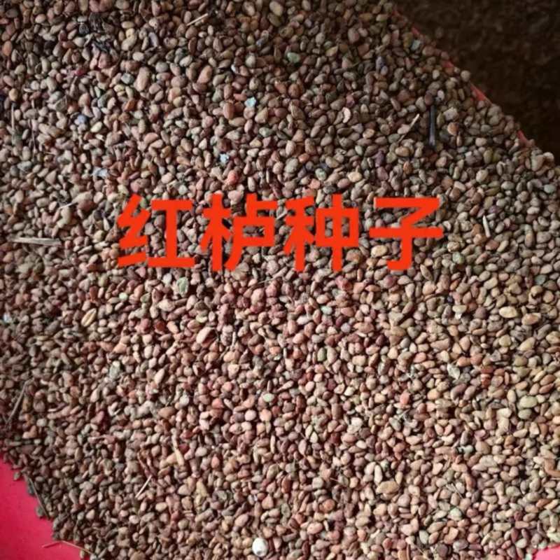 沙藏好的优质红栌种子包邮