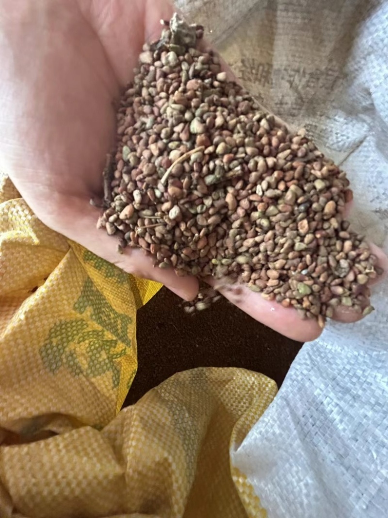 沙藏好的优质红栌种子包邮