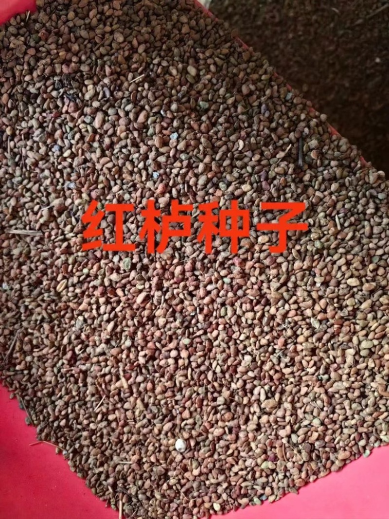 沙藏好的优质红栌种子包邮
