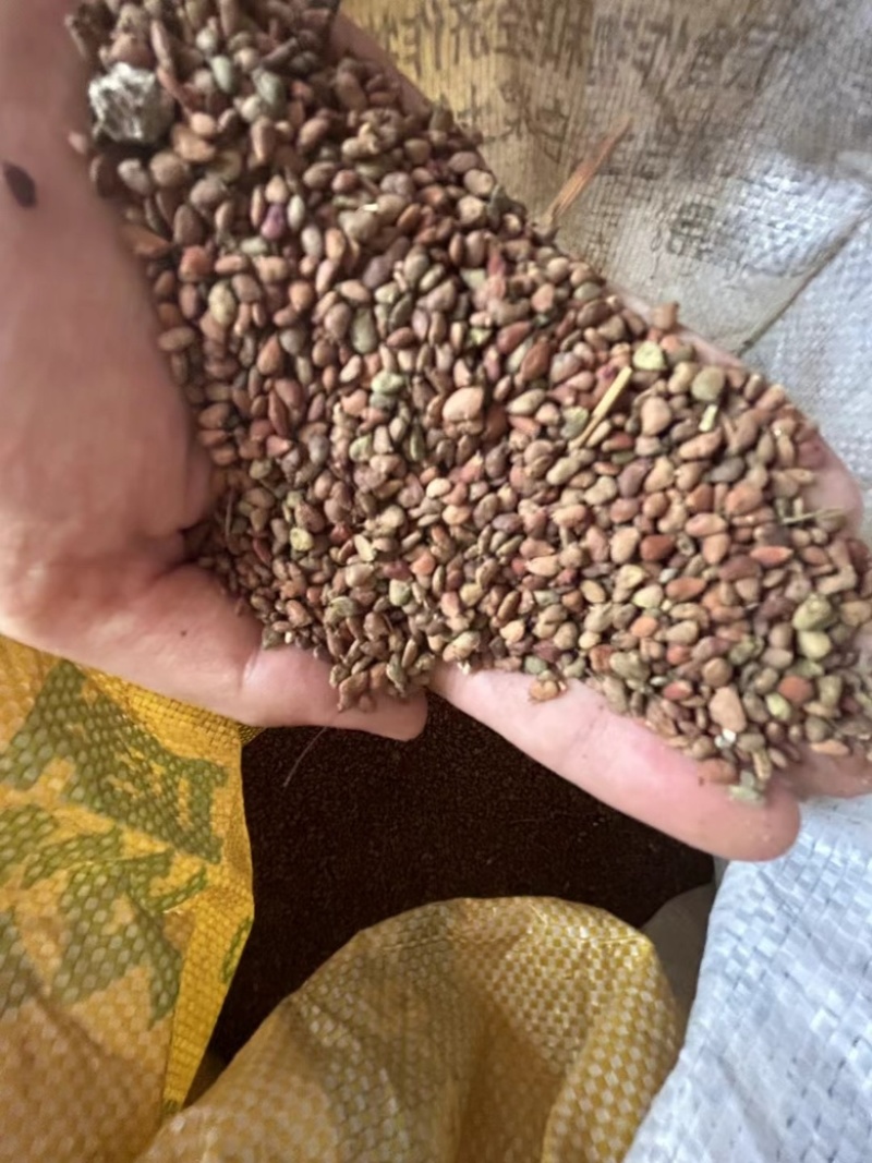 沙藏好的优质红栌种子包邮