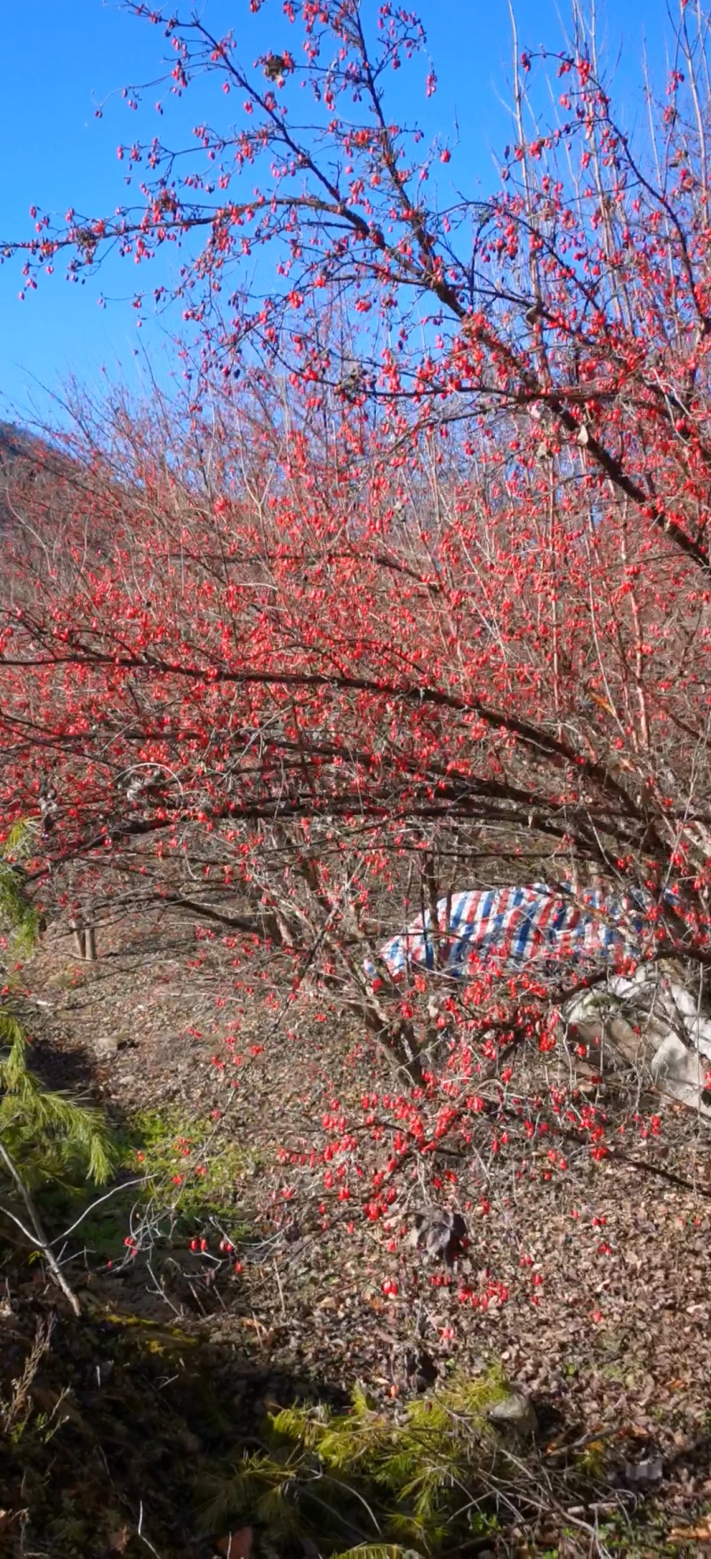 陕西秦岭腹地山茱萸肉产地一手货源质量保证一件代发