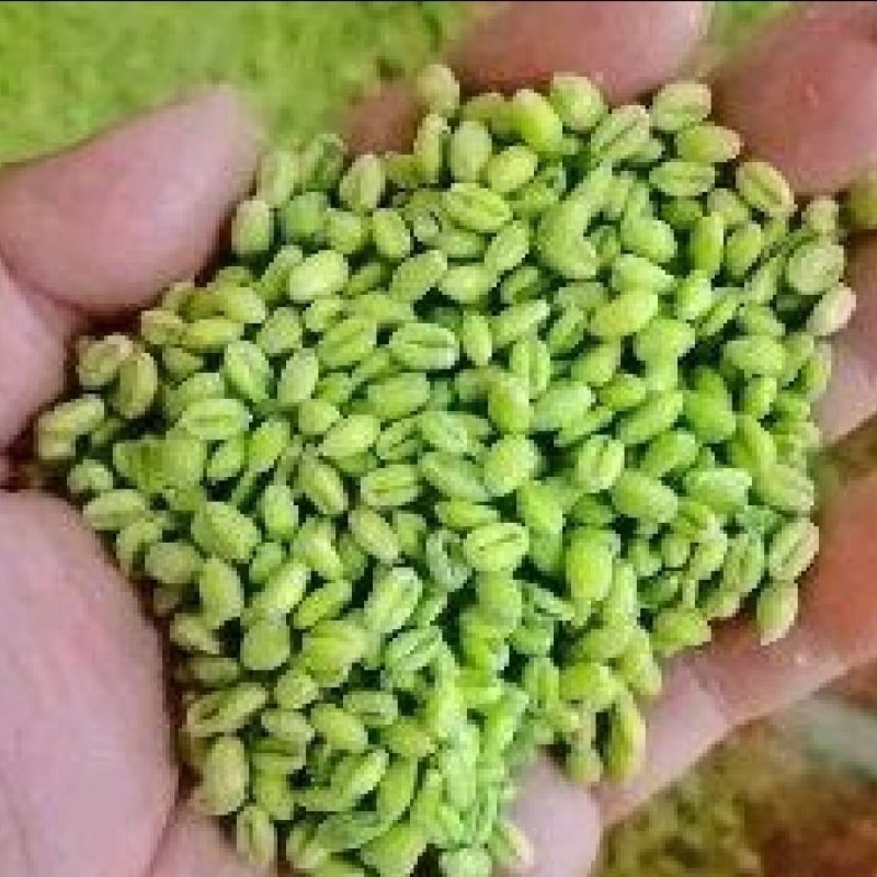 麦仁青麦仁真空包装按需包装一手货源量大从优欢迎咨询