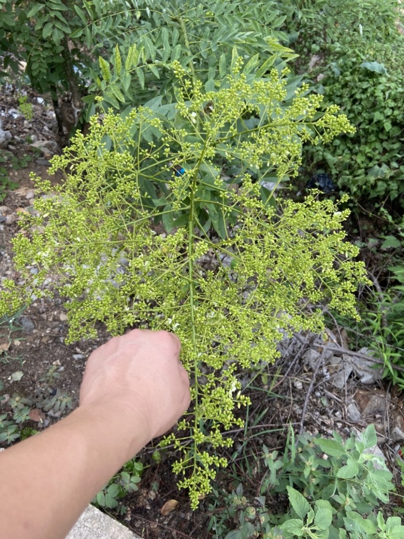 嫁接槐树苗