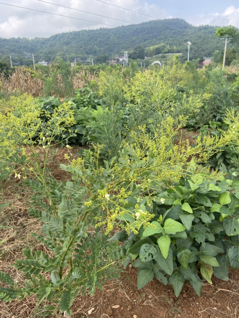 嫁接槐树苗