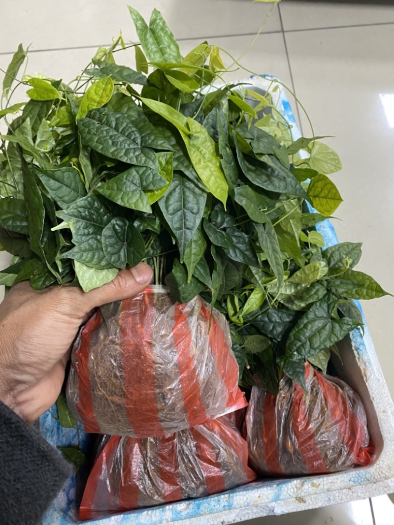 金果榄苗青牛胆苗地苦胆苗金果榄山慈姑