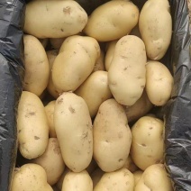 山东精品土豆大量有货，欢迎全国各地老板实地考察订购