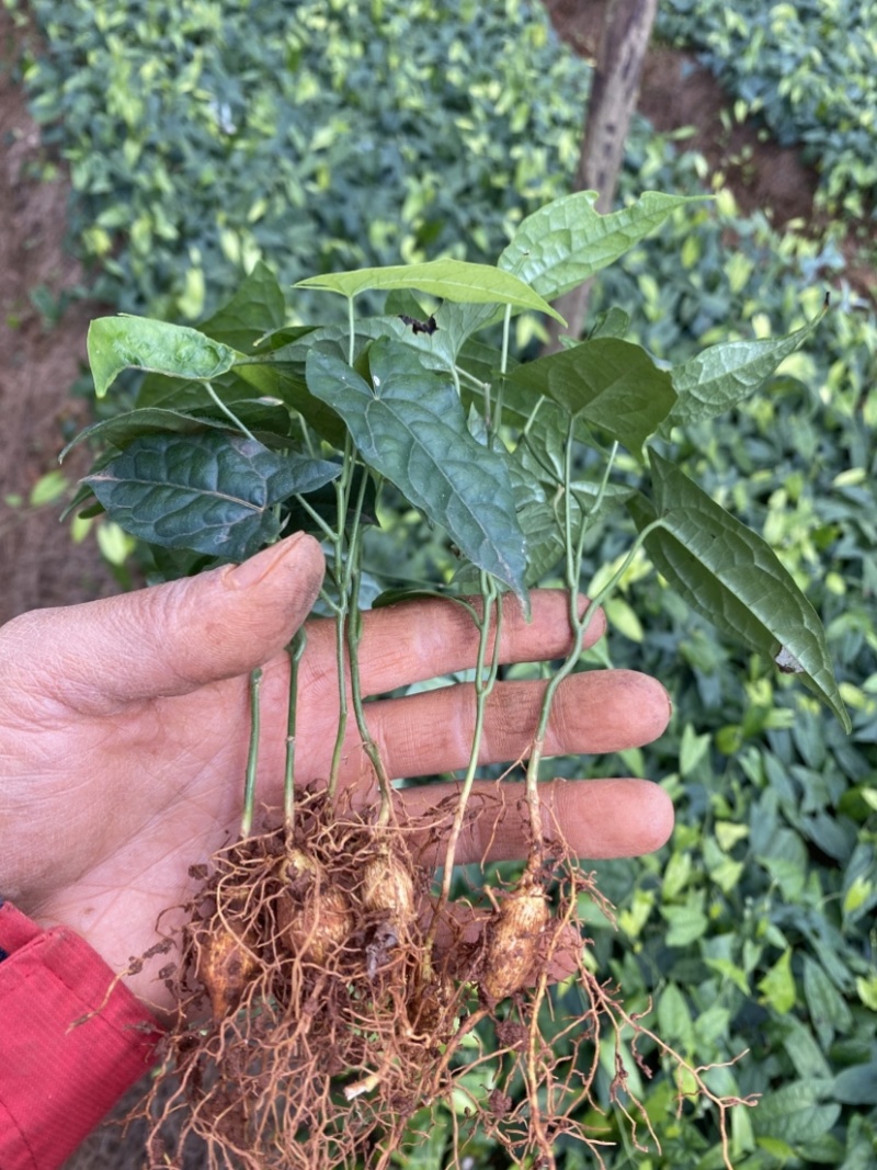 金果榄苗青牛胆苗地苦胆苗金果榄山慈姑