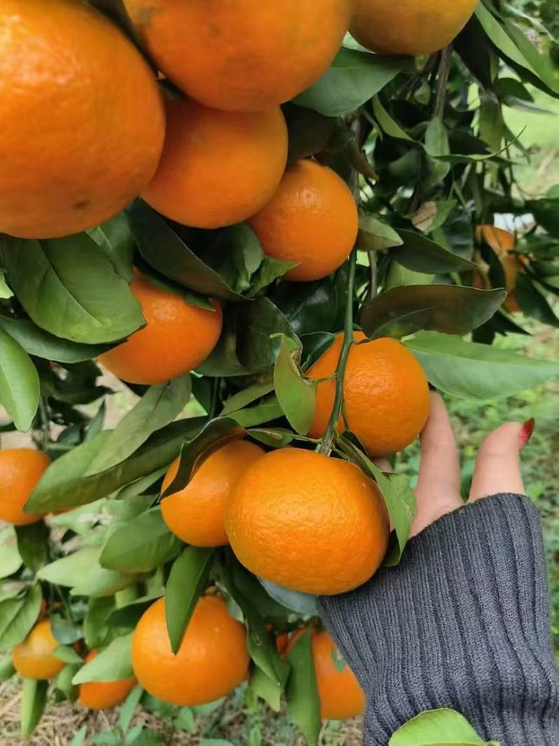 沃柑