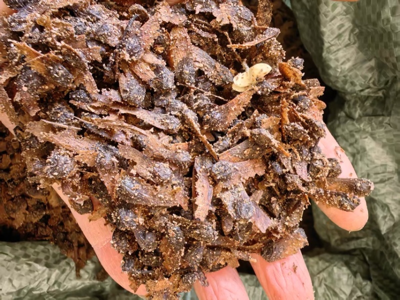 沙藏好的红枫种子四季种植护坡观赏
