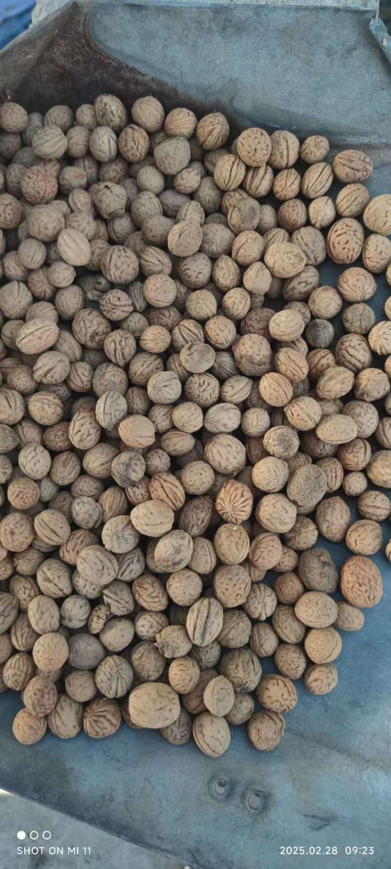 河北山桃胡，山桃核，中药类，文玩工艺品类。都有货。
