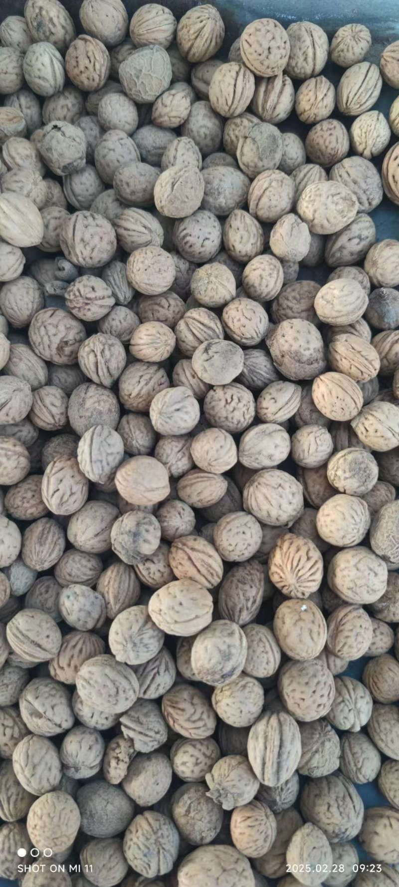 河北山桃胡，山桃核，中药类，文玩工艺品类。都有货。
