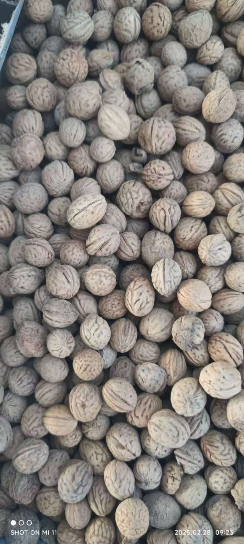 河北山桃胡，山桃核，中药类，文玩工艺品类。都有货。