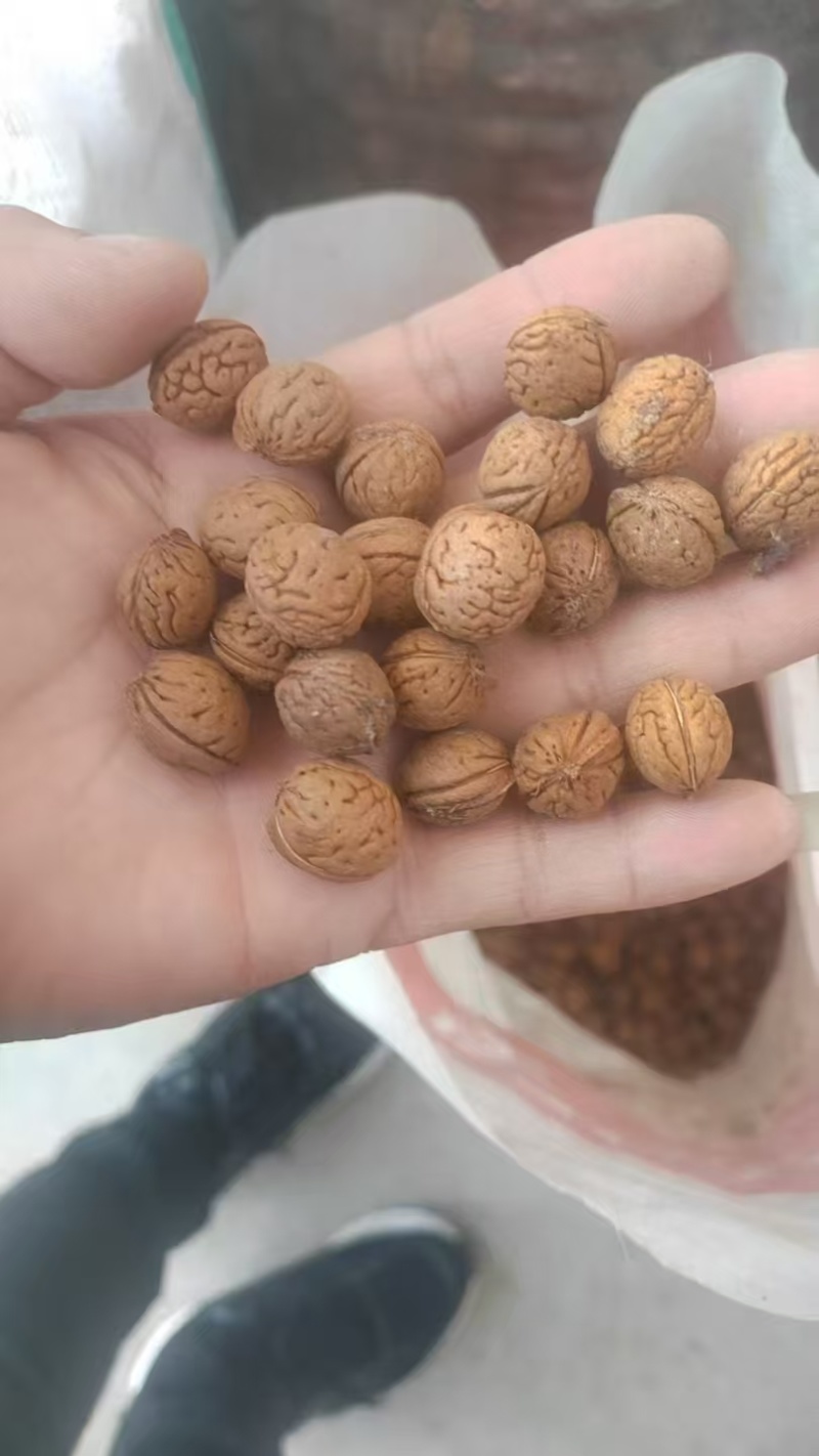 河北山桃胡，山桃核，中药类，文玩工艺品类。都有货。
