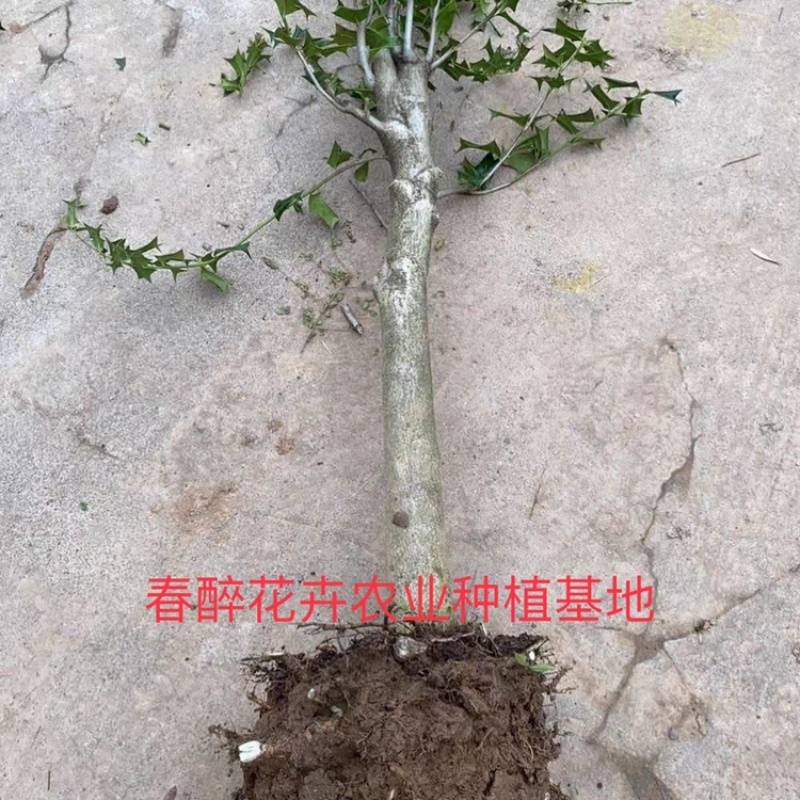 有刺枸骨树苗枸骨老桩盆景带刺绿植老虎叶带八角刺球花卉绿植
