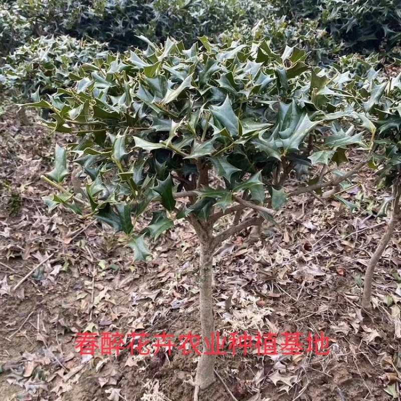 有刺枸骨树苗枸骨老桩盆景带刺绿植老虎叶带八角刺球花卉绿植