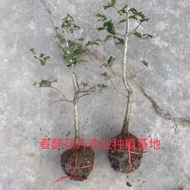 有刺枸骨树苗枸骨老桩盆景带刺绿植老虎叶带八角刺球花卉绿植