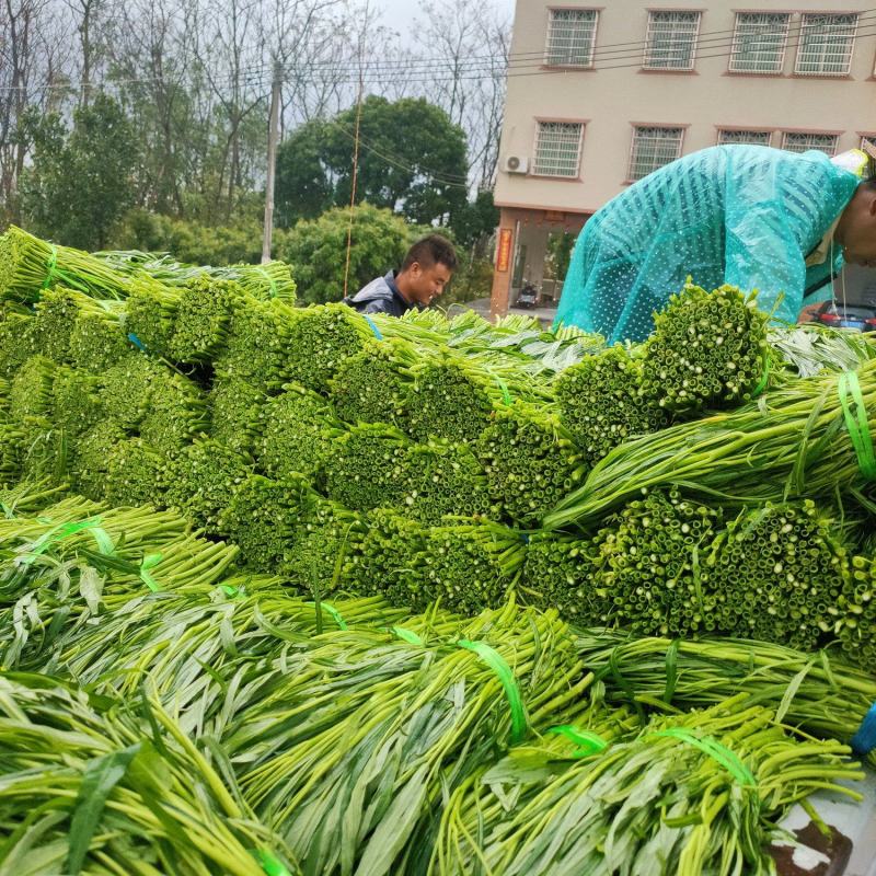 空心菜