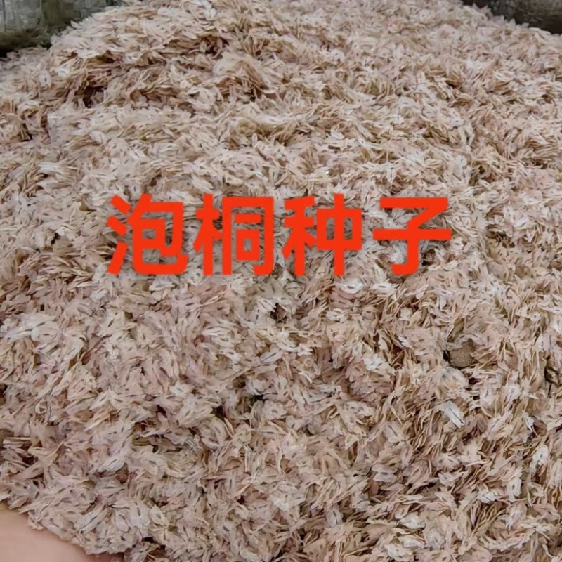 泡桐种子轻型木质新采四季绿化包邮