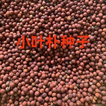 新采小叶朴种子出售包邮绿化种子
