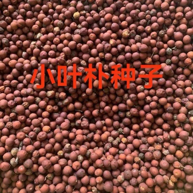 新采小叶朴种子出售包邮绿化种子