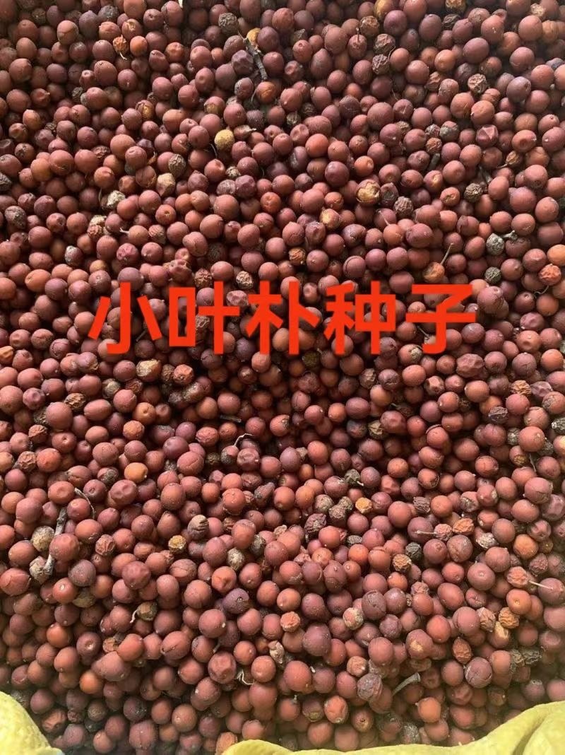 新采小叶朴种子出售包邮绿化种子