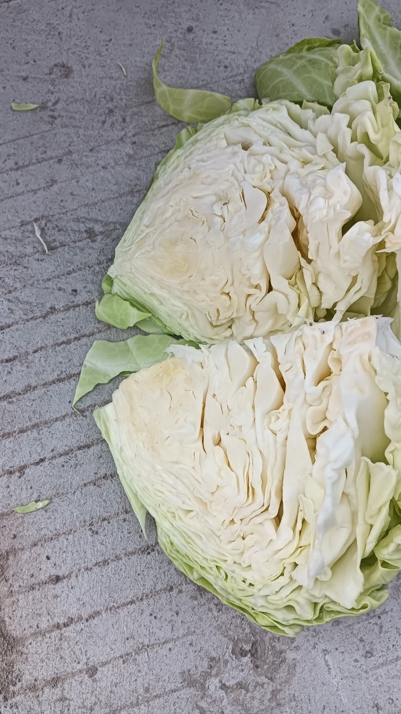 扁包菜，奥奇纳奥奇丽金峰一号品质保证欢迎致电合作