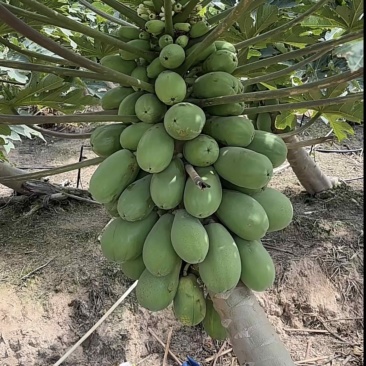 木瓜