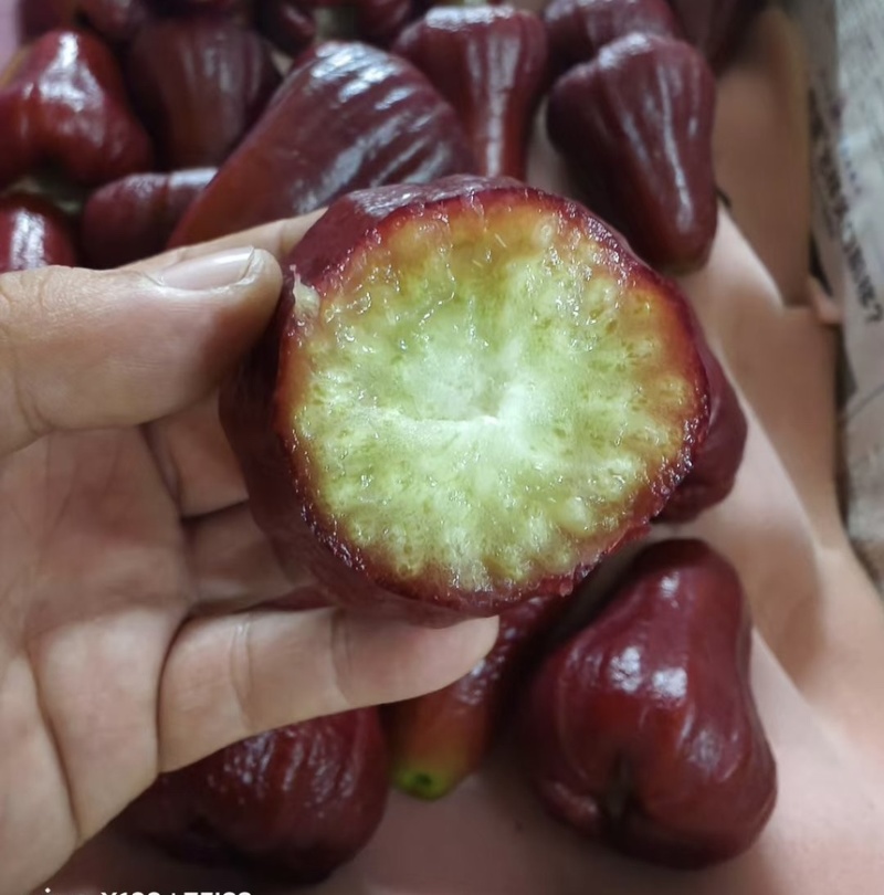 黑金钢莲雾