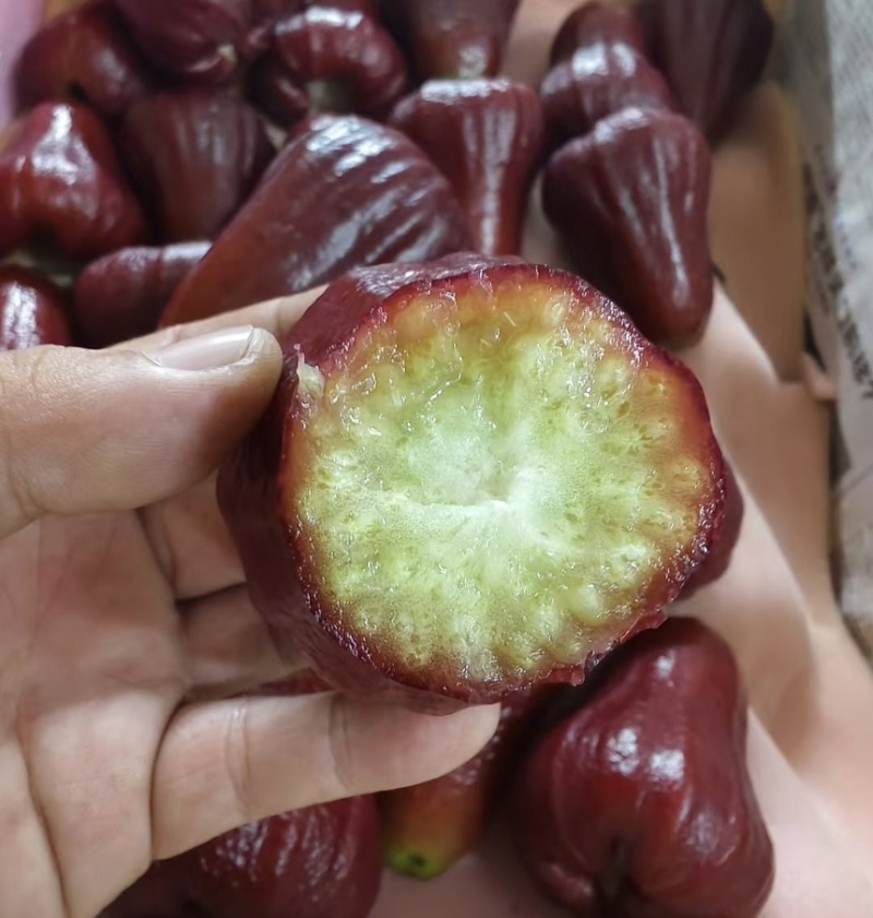 黑金钢莲雾