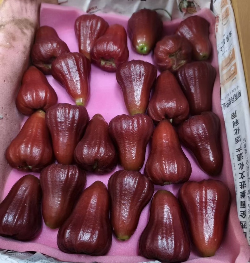 黑金钢莲雾
