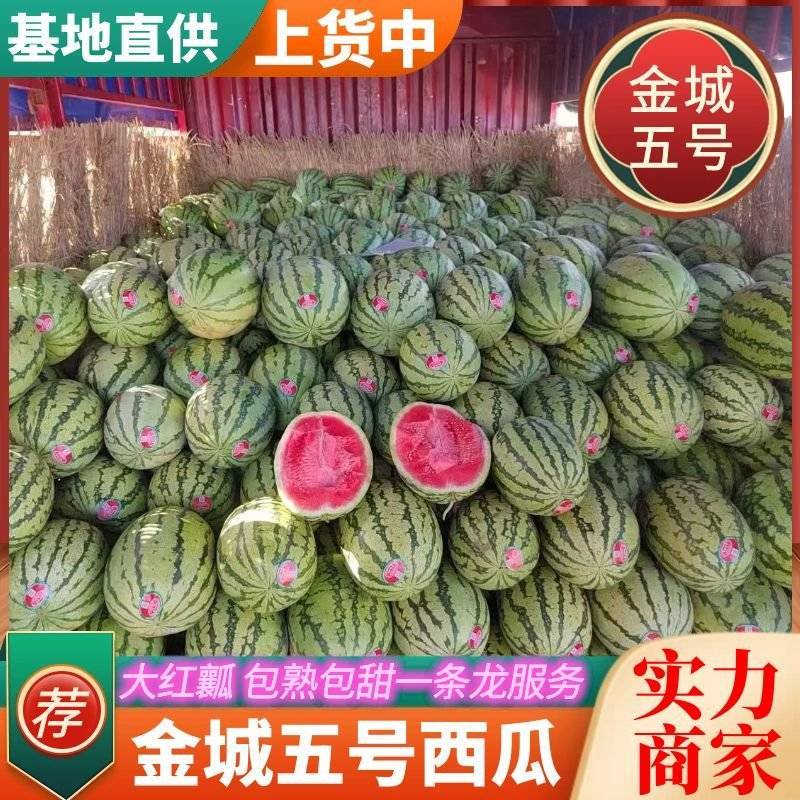 《金城五号西瓜》大红瓤基地现货现规格齐全包熟包甜