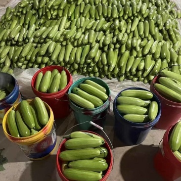 油绿西葫芦大量供应市场商超食品厂电商接单